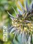 Page: - 40 | High Times