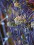 Page: - 42 | High Times