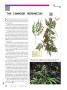 Page: - 36 | High Times