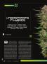 Page: - 38 | High Times
