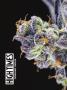 Page: - 40 | High Times