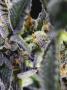 Page: - 41 | High Times