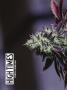 Page: - 42 | High Times