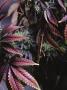 Page: - 43 | High Times