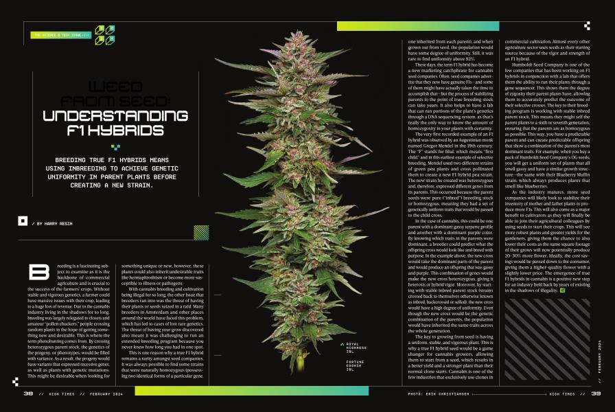 WEED FROM SEED: UNDERSTANDING F1 HYBRIDS