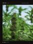Page: - 30 | High Times
