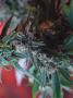 Page: - 47 | High Times