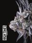 Page: - 48 | High Times