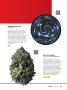 Page: - 81 | High Times