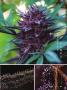 Page: - 33 | High Times