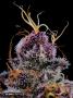 Page: - 36 | High Times