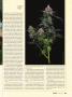 Page: - 39 | High Times