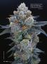 Page: - 42 | High Times