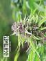 Page: - 48 | High Times