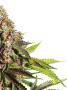Page: - 51 | High Times