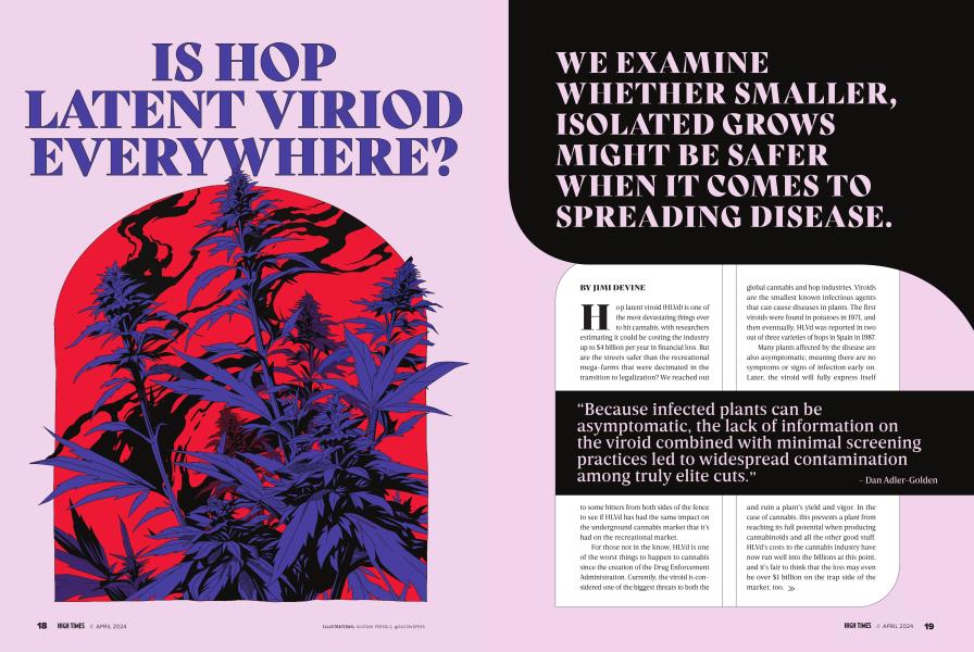IS HOP LATENT VIRIOD EVERYWHERE?