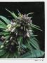 Page: - 23 | High Times
