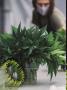 Page: - 40 | High Times