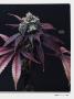 Page: - 43 | High Times