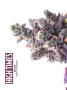 Page: - 48 | High Times