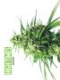 Page: - 50 | High Times