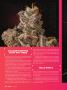 Page: - 26 | High Times