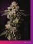 Page: - 27 | High Times