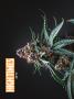 Page: - 40 | High Times