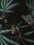 Page: - 41 | High Times