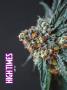 Page: - 42 | High Times
