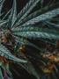 Page: - 43 | High Times