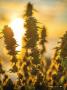Page: - 53 | High Times