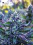Page: - 16 | High Times
