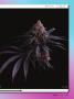 Page: - 25 | High Times