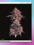 Page: - 27 | High Times