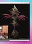 Page: - 29 | High Times
