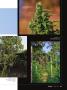 Page: - 41 | High Times