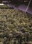 Page: - 43 | High Times