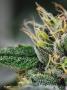 Page: - 30 | High Times