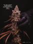Page: - 37 | High Times