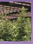Page: - 41 | High Times
