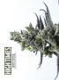 Page: - 42 | High Times