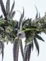 Page: - 43 | High Times