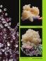 Page: - 109 | High Times